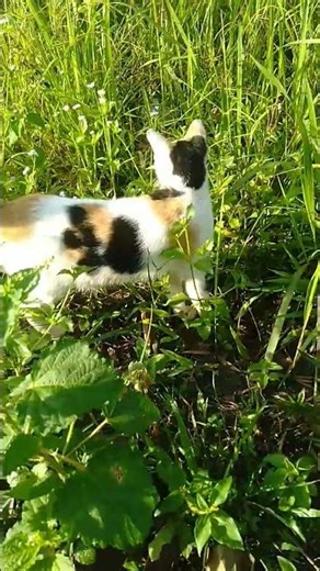 #djrenepresentsunidosparalahistoriamixtape #remix #dj #cat #kucinglucu #cutecat