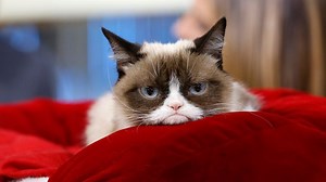 Internet Star Grumpy Cat Has Passed Away at Age 7