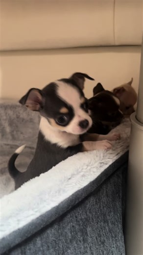 🐶Mini Chihuahua Welpen suchen ein neues Zuhause. Bei Interesse bitte melden ❤️##welpen##minichihuahua##chihuahua##liebe##baby