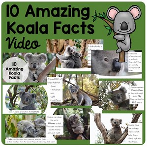 10 Amazing Koala Facts Video | Australian Animals