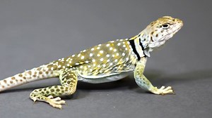 239K views · 1K reactions | Collared lizards like this little dude at the Houston Zoo have a pretty cool trick up their (metaphorical) sleeves for evading predators - they can rear up on their hind legs as they run to really take off. And believe us, they can RUN. | Great Big Story | Facebook
