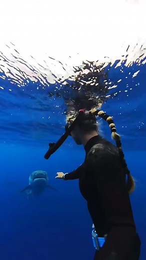 Please always dive with an experienced shark dive specialist safety g... - | Ocean Ramsey