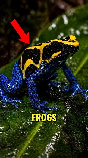 Never Pick Up a Frog Again After Seeing This #warning #wildlife