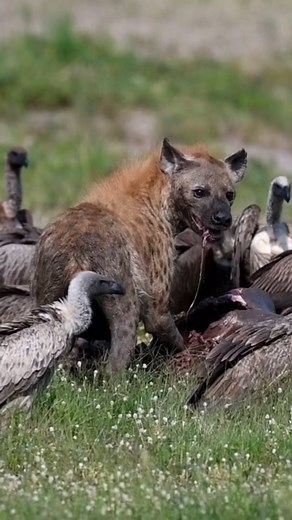 508 reactions · 18 shares | Hyenas and vultures play a crucial yet...