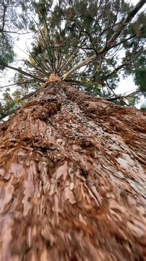 Charizard sighting #lizard #beardeddragon #foryoupage | Midori Perspective