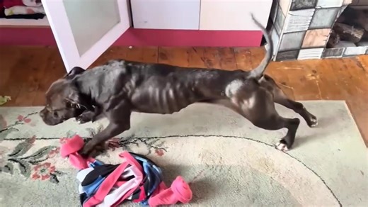 APBT | TOP APBT WORLD