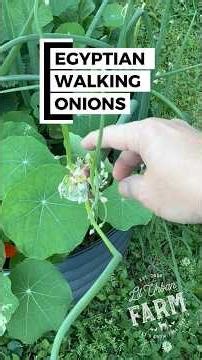 Have you ever seen or heard of this weird alien-like vegetable? It’s a type of perennial onion…