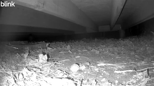 1.4K views · 122 reactions | "under the shed cam" opossum Fun Fact: Opossums CAN'T get rabies, their body temperature is too low for the virus to survive like it does in other mammals, such as raccoons and bats. If you see an opossum in defense mode, such as hissing, drooling, or swaying, don’t assume it’s rabid. These are bluff behaviors used to outsmart potential predators. #undertheshed | Critter Cam | Facebook