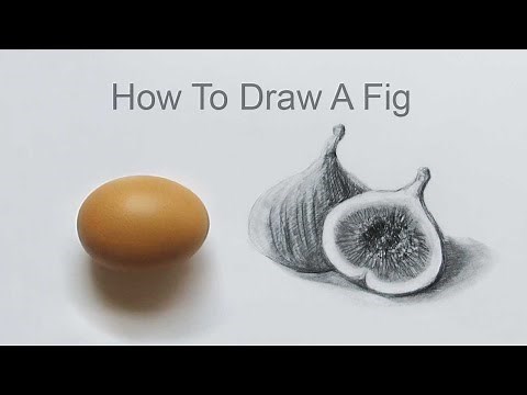 How To Draw A Fig Step By Step : Pencil Sketch Fig Drawing
