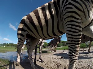 14K views · 409 reactions | ZEBRA ZEN.......Watch as our zebras start their day by exploring 40 acres at Lion Country Safari. | Lion Country Safari | Facebook