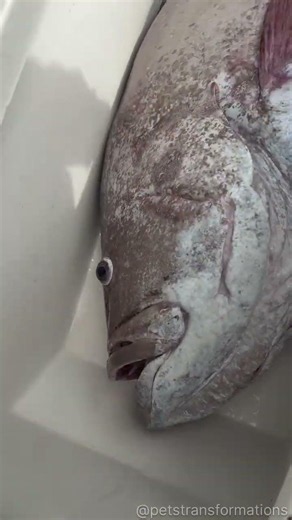 Before and After Animals Growing up 😍 amazing animal transformation