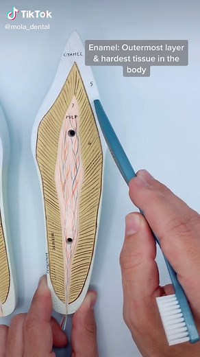 Mola Dental on TikTok
