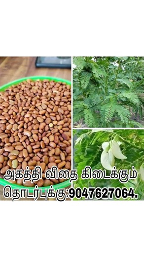 முதல் தரமான #அகத்தி #விதை#தீவன #foddergrass கிடைக்கும் தொடர்புக்கு:9047627064.