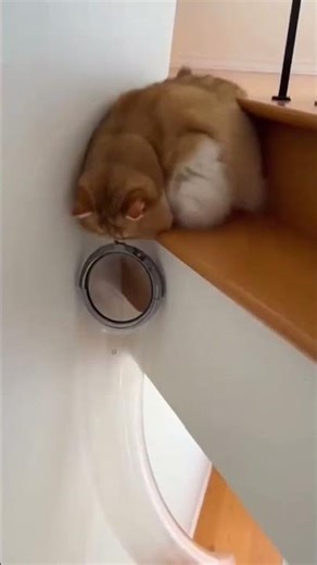 cat prank 🤣 #funnyshorts #shortsfeed #viralshorts