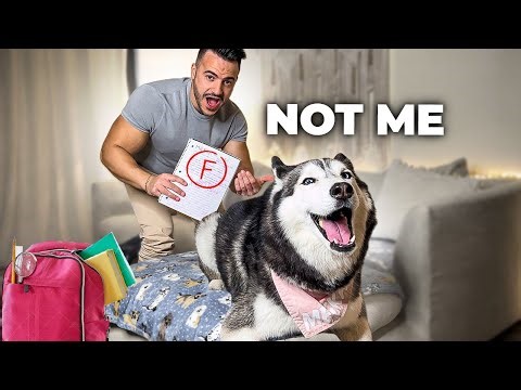 My Talking Husky Got a Bad Grade & SHE FREAKS OUT! (TEMPER TANTRUM)