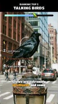 #ranking TOP 5 TALKING BIRDS #parrots