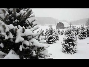 [10 Hours] Snow Falling on Christmas Trees #1 Video & Audio [1080HD] SlowTV