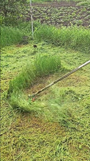How to Cut Grass with a String Trimmer Correctly #shorts #lawncare