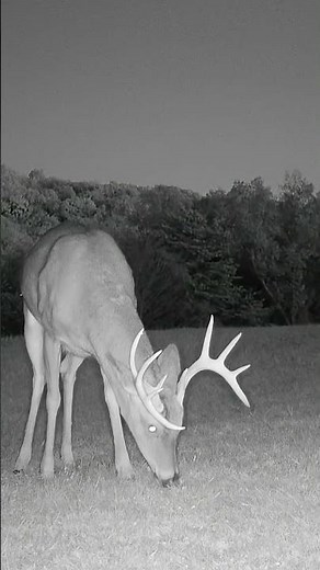 10 Point whitetail buck feeding. #deerhunting #deerseason #bowhunting