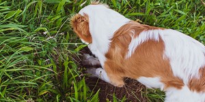 Why Do Dogs Dig? 6 Things That Might Be Driving the Behavior