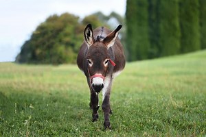 How To Get A Donkey To Trust You? — Farm & Animals