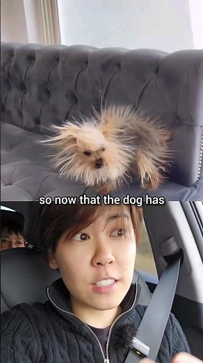 The Shocking Science of Static Electricity: Why a Dog's Fur Stands Up Explained by Physics! #physics