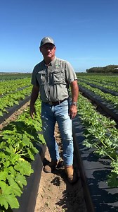 23K views · 572 reactions | Squash and zucchini are the first of the...