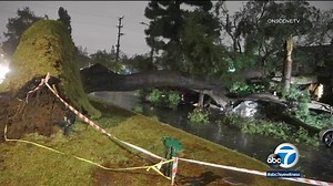 Storm topples massive tree in Inglewood neighborhood, crushing car