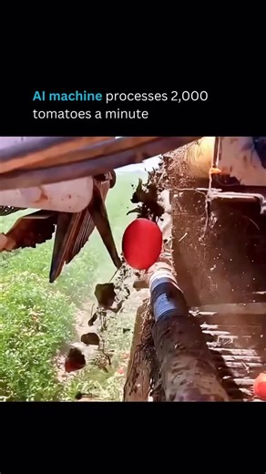 AI Tools I Artificial Intelligence I Business on Instagram: "Forget what you thought about tomato sorting. Modern machines harness cutting edge AI computer vision to inspect tomatoes in real time as they tumble off conveyor belts. High speed cameras capture every detail, feeding data into deep learning models like CNNs and YOLO. In milliseconds, these algorithms assess color, size, shape, ripeness, cracks, bruises, mold, and oddities that stump old rule-based systems. Spot a keeper? The AI cues 