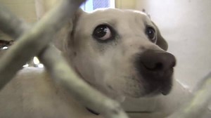 3.9K views · 267 reactions | ALICE is beautiful 8 year old lady and...