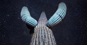 The Green Planet | Desert Worlds | Episode 4