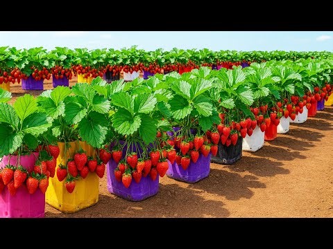 Grow Strawberries Easily in Recycled Plastic Bottle Gardens