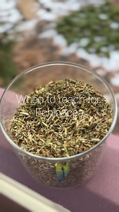 When to reach for echinacea… Echinacea isn’t a daily wellness herb. It’s a short-term, early-response herb. People traditionally reach for echinacea at the very first signs of getting sick — a scratchy throat, swollen glands, fatigue, or that feeling that something is coming on. Echinacea works by helping the immune system respond more clearly and more quickly. It supports the early communication between immune cells, so the body recognizes when something is off and can respond before it becomes
