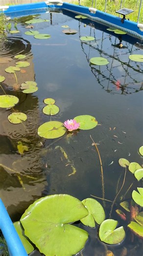 大量のメダカが居る4.5mプールに餌を入れると‥ #ビオトープ #ガーデニング #flowers #大量発生 #メダカ #水槽部屋 #lotus #めだか #garden #魚 #アクアリウム