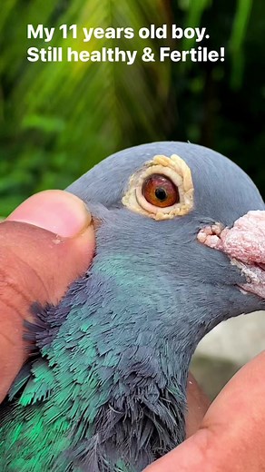 Extreme long distance pigeon. #pigeons #reelsfb #shorts #pigeonracing #racingpigeons | Fighters Of The Sky