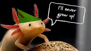 Paedomorphosis | Developmental plasticity, Evolutionary change, Adaptation | Britannica