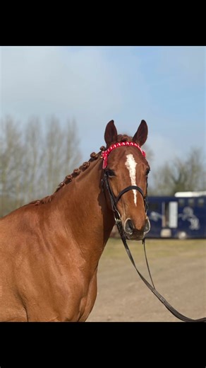 First show of the year 🤩 Rubys first inhand show today coming home with a 2th and two 2nds #rubytheracehorse #fyp #younghorse #showing #xracehorse
