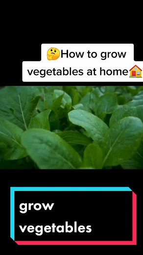 Easy Steps to Learn How to Grow Vegetables at Home
