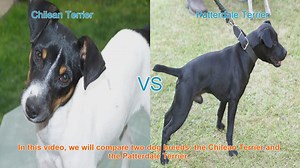 Chilean Terrier vs. Patterdale Terrier: A Comprehensive Comparison