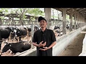 Karantina Sapi Perah Setibanya dari Australia ♻️