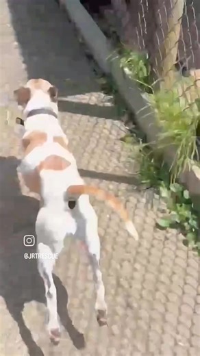 3K views · 65 reactions | "COCO"- AVAILABLE FOR ADOPTION Rehoming no...