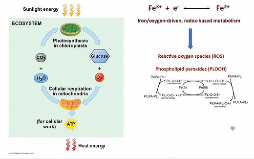 Ferroptosis,Mechanism and Role in Disease-铁死亡与肿瘤代谢信号通路研究进展-姜学军教授【美国纪念斯隆凯特林癌症中心】