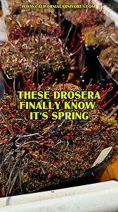 The Drosera binata leaves are growing so fast now that spring weather is here! It seems impossible that they can grow so fast from week to week, but they race through spring, growing huge leaves for summer! www.CaliforniaCarnivores.com | California Carnivores