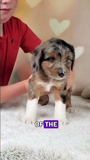 Meet Yonder! 🐾 This playful F1 Mini Aussiedoodle boy is a bundle of energy and love! With his soft,