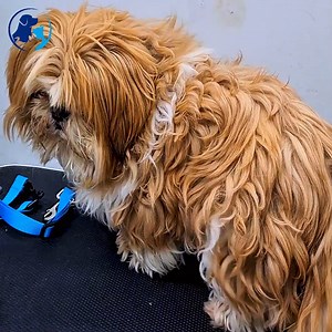 From Wild to Wonderful: The Astonishing Makeover of Fluffy Dogs After Grooming | Groom House