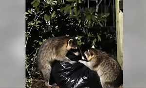 42K views · 56 reactions | I never expected a simple backyard problem to turn my entire life upside down… What my husband wanted to do to the raccoons—and what I found inside our trash one night—changed everything. I still get chills thinking about it. 劣 The moment I saw what was really going on, my whole perspective shifted… and so did the path of my life. This story took a turn I never saw coming.  Full story in the first comment. | Dr. News | Facebook
