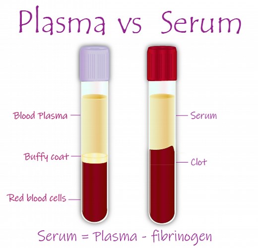 What Is the Difference Between Plasma and Serum?