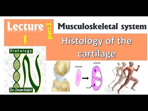 1c-Histology of cartilage part3-Chondroblasts-Musculoskeletal system