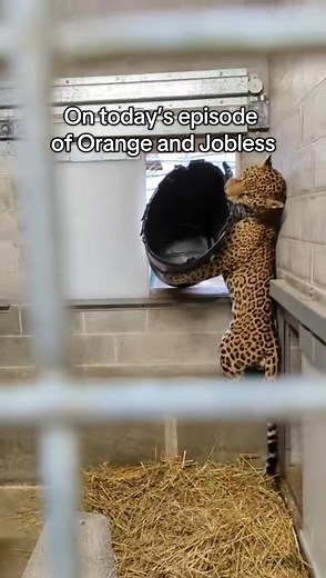 2M views · 63K reactions | Not sure how Zeans gonna get out of this one… | Elmwood Park Zoo | Facebook