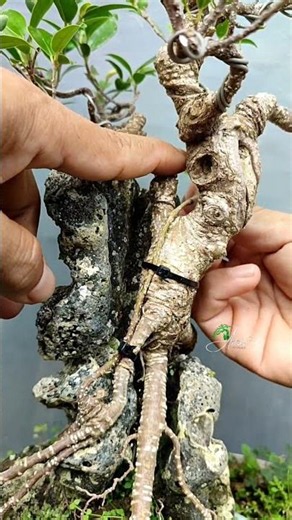 Already Attached ‼️Attaching Wild Twigs to Become Stems and Attaching the Tips to Become New Twigs
